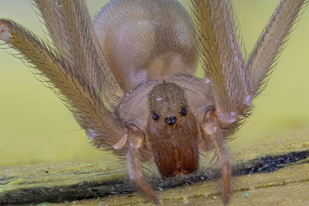 Sicariidae - Loxosceles rufescens